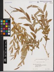 Foto von Salix excelsa S. G. Gmel.